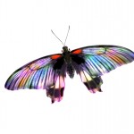 kleurrijke vlinder